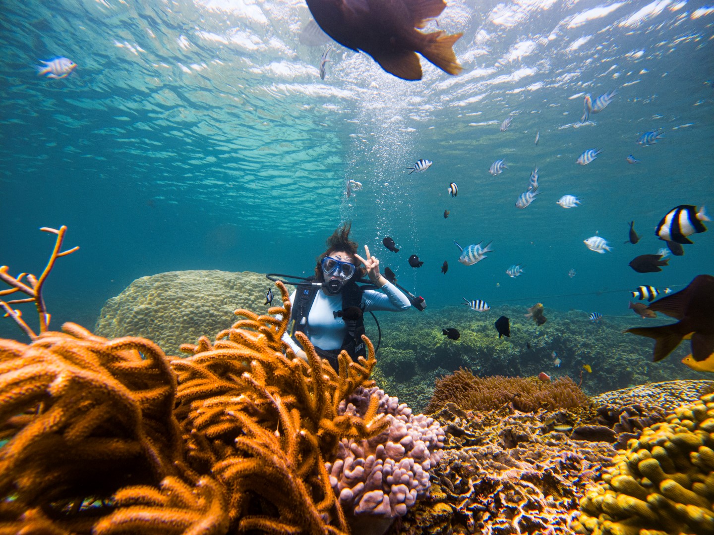 Dịch vụ bơi, ngắm san hô và cho cá ăn - Binh Hưng Travel